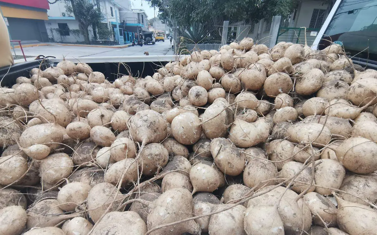 Jícama de la Brecha Huasteca llega recién cosechada a los rodantes Alfredo Márquez (1)